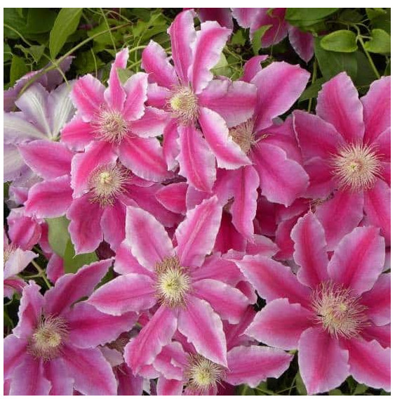 Clematis  / Clématite Caduque