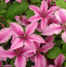 Clematis  / Clématite Caduque