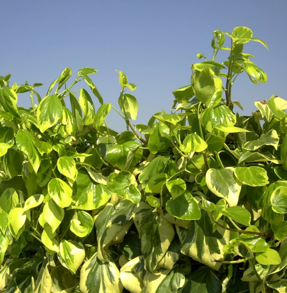 HEDERA  colchica ‘Dentata Variégata’ / Lierre de Colchide 'Dentata Variegata'