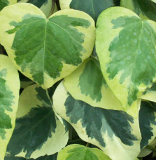 HEDERA  colchica ‘Dentata Variégata’ / Lierre de Colchide 'Dentata Variegata'