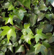 HEDERA  helix  / Lierre commun