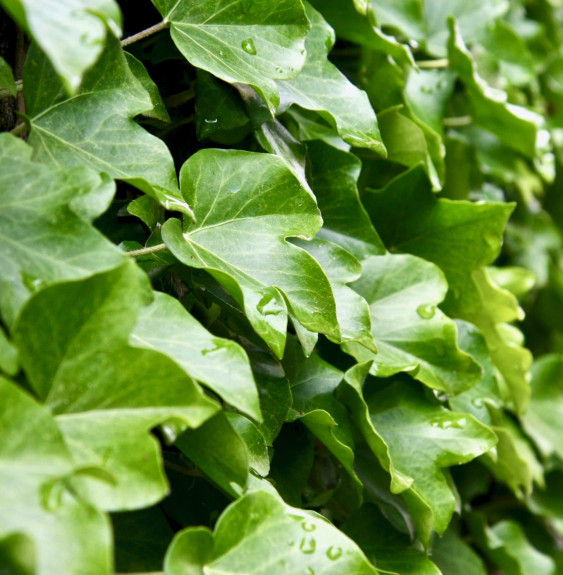 HEDERA  helix  / Lierre commun