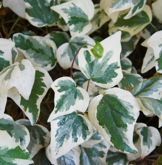 HEDERA  helix ‘Marginata Elegantissima’ / Lierre commun 'Marginata Elegantissima'