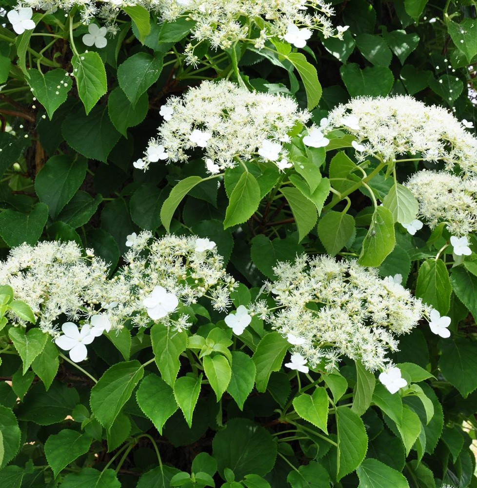 HYDRANGEA petiolaris / Hortensia grimpant