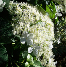 HYDRANGEA petiolaris / Hortensia grimpant