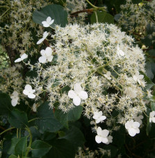 HYDRANGEA petiolaris / Hortensia grimpant