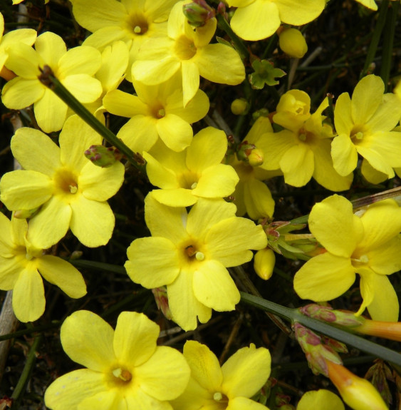 JASMINUM nudiflorum  / Jasmin d'hiver