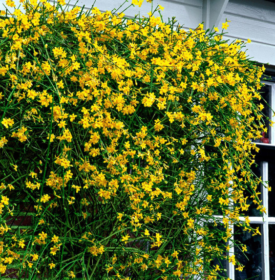 JASMINUM nudiflorum  / Jasmin d'hiver