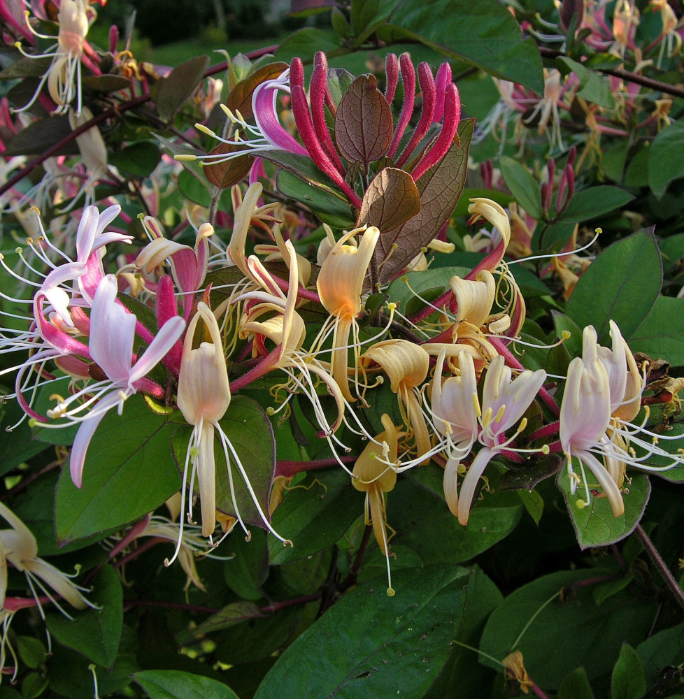 LONICERA  japonica ‘Chinensis’ / Chèvrefeuille du Japon 'Sinensis'