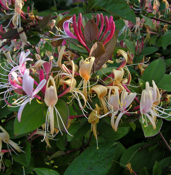 LONICERA  japonica ‘Chinensis’ / Chèvrefeuille du Japon 'Sinensis'