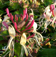 LONICERA  japonica ‘Chinensis’ / Chèvrefeuille du Japon 'Sinensis'