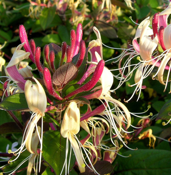 LONICERA  japonica ‘Chinensis’ / Chèvrefeuille du Japon 'Sinensis'