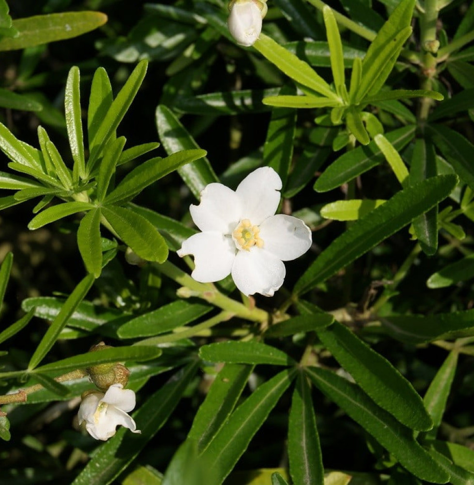 CHOISYA ternata   ‘Aztec Pearl’ / Oranger du Mexique 'Aztec Pearl'