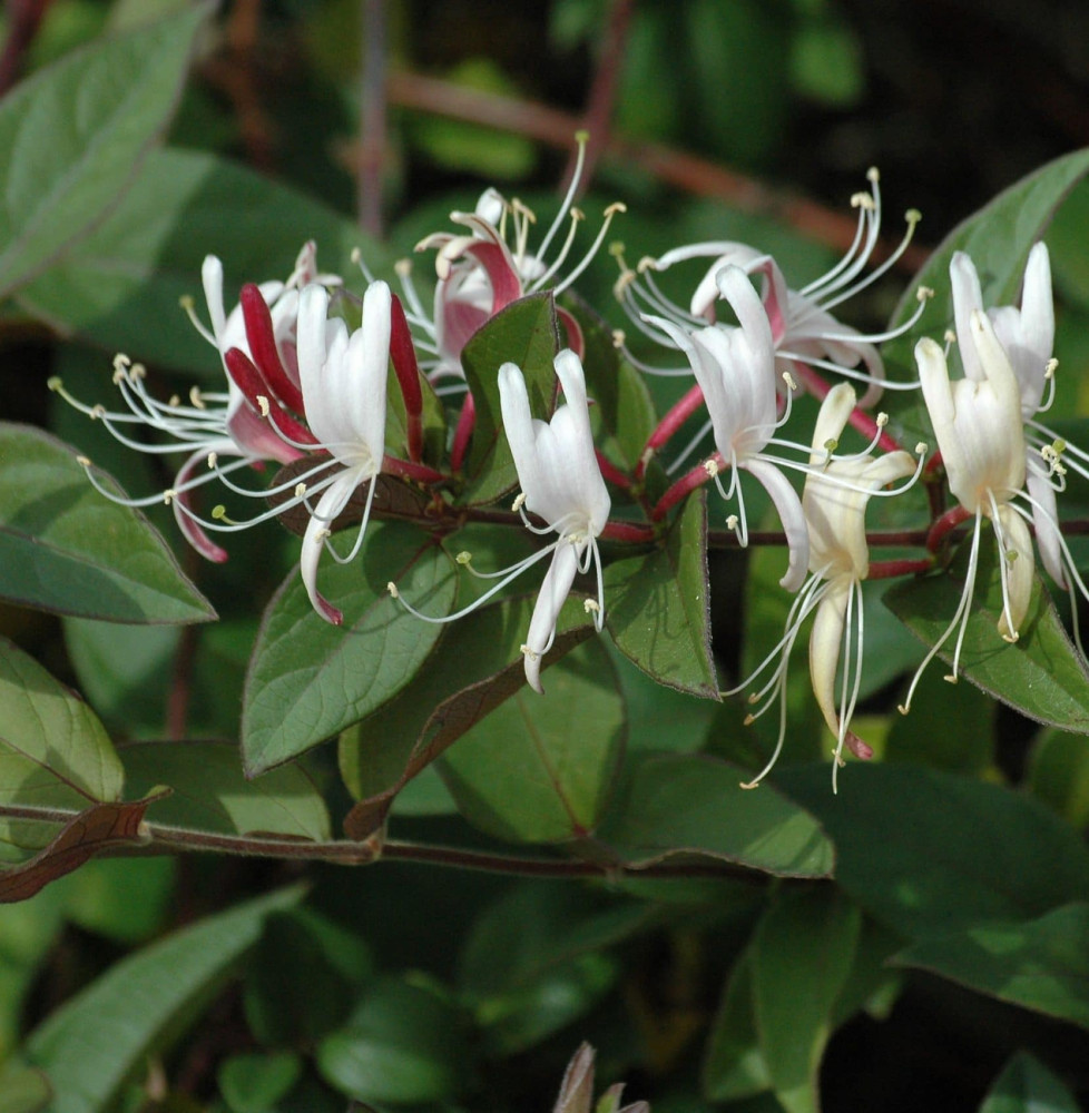 LONICERA  japonica ‘Chinensis’ / Chèvrefeuille du Japon 'Sinensis'