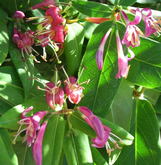 LONICERA henryi / Chèvrefeuille de Henry