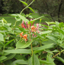 LONICERA henryi / Chèvrefeuille de Henry