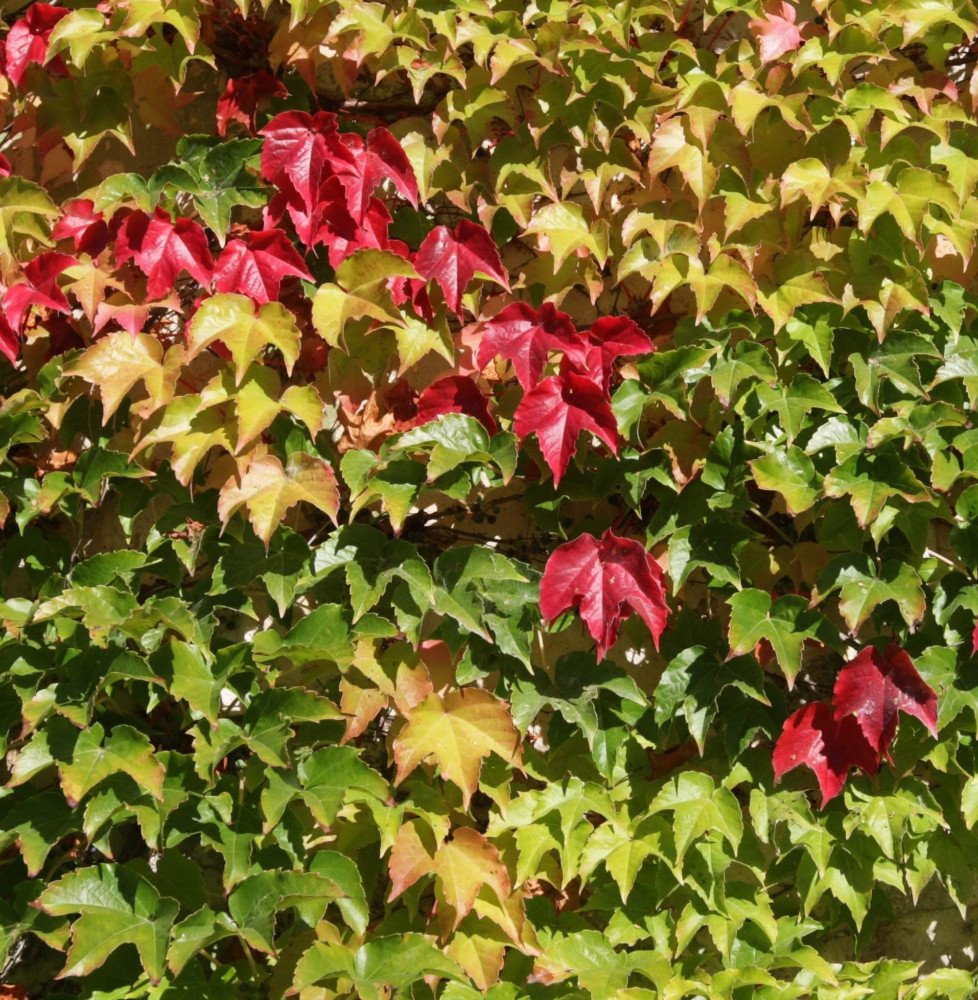 Pépinières Français PF_PARTHENOCI PARTHENOCISSUS tricuspidata ‘Veitchii’ / Vigne vierge