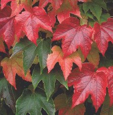 Pépinières Français PF_PARTHENOCI PARTHENOCISSUS tricuspidata ‘Veitchii’ / Vigne vierge