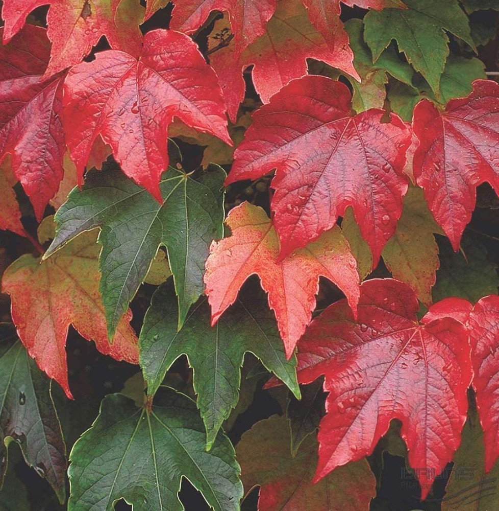 Pépinières Français PF_PARTHENOCI PARTHENOCISSUS tricuspidata ‘Veitchii’ / Vigne vierge