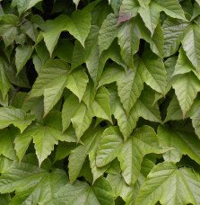 Pépinières Français PF_PARTHENOCI PARTHENOCISSUS tricuspidata ‘Veitchii’ / Vigne vierge