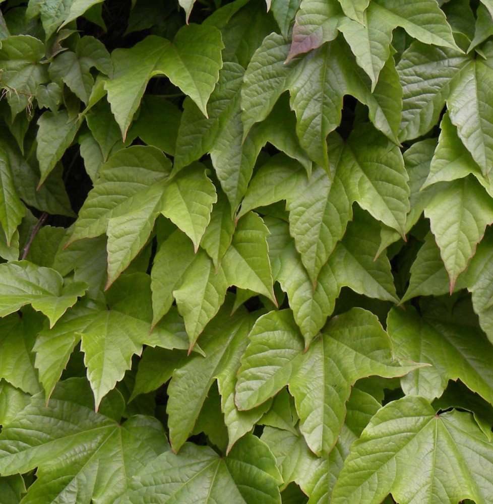 Pépinières Français PF_PARTHENOCI PARTHENOCISSUS tricuspidata ‘Veitchii’ / Vigne vierge