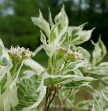 CORNUS alba ‘Elegantissima’  / Cornouiller blanc 'Elegantissima'