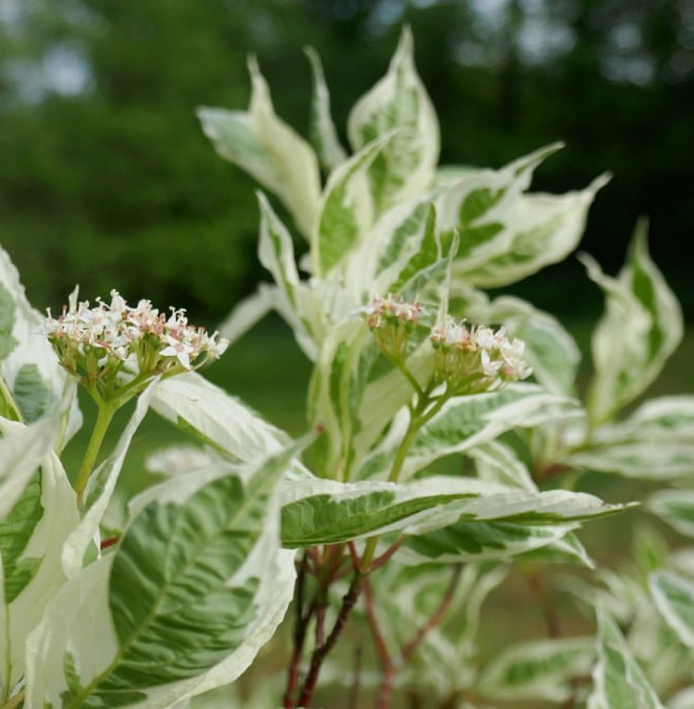 CORNUS alba ‘Elegantissima’  / Cornouiller blanc 'Elegantissima'