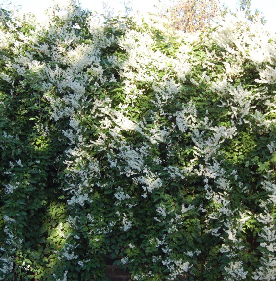 POLYGONUM aubertii / Renouée grimpante