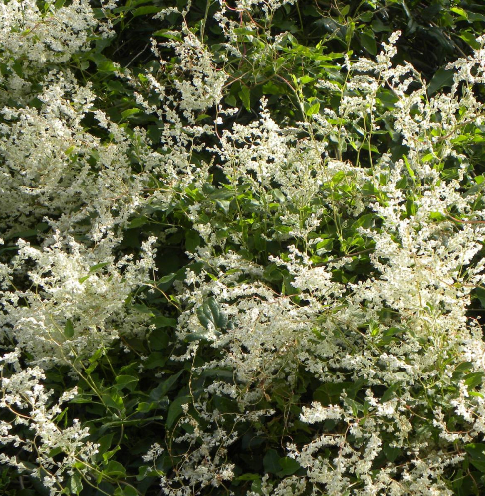 POLYGONUM aubertii / Renouée grimpante