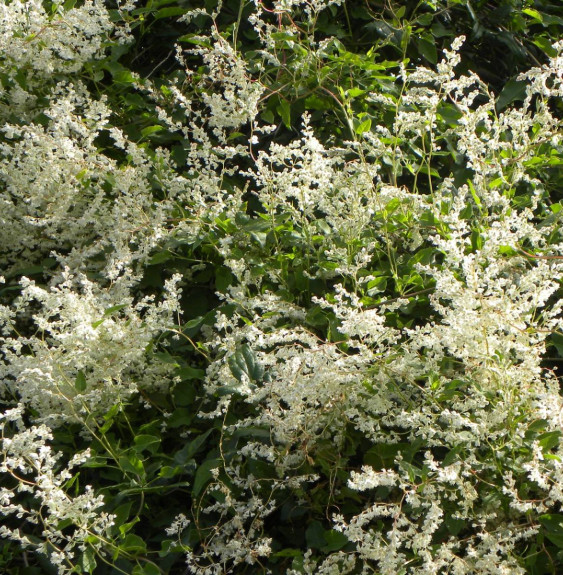 POLYGONUM aubertii / Renouée grimpante