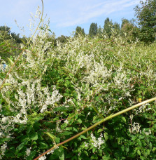 POLYGONUM aubertii / Renouée grimpante