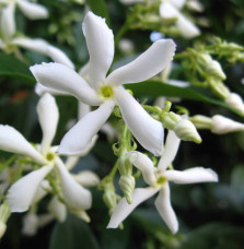 Trachelospermum jasminoïdes / Jasmin d'été