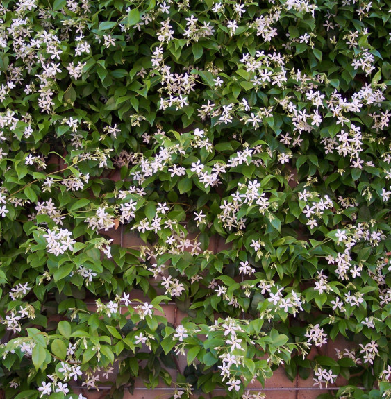 Trachelospermum jasminoïdes / Jasmin d'été