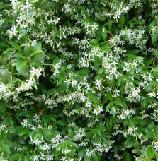 Trachelospermum jasminoïdes / Jasmin d'été