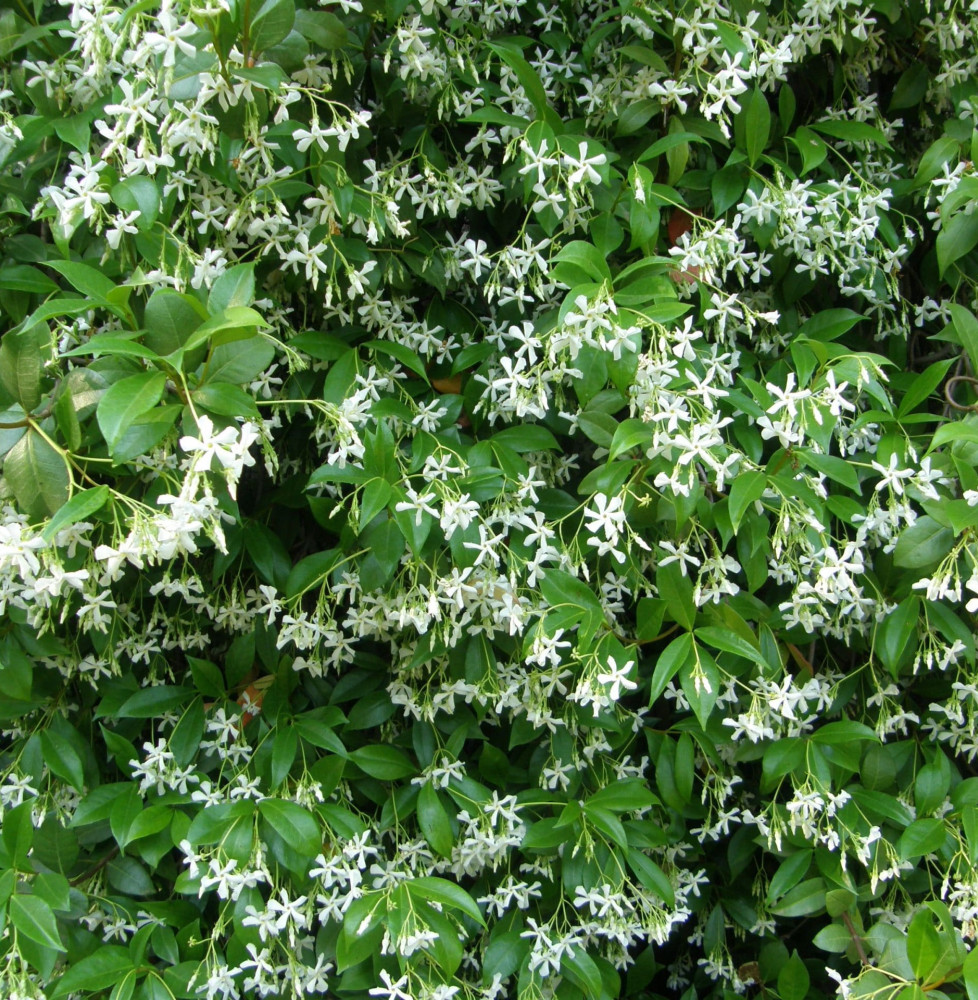 Trachelospermum jasminoïdes / Jasmin d'été