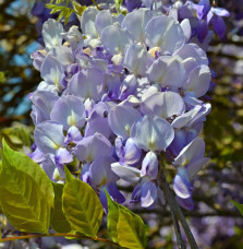 WISTERIA  sisensis / Glycine de Chine