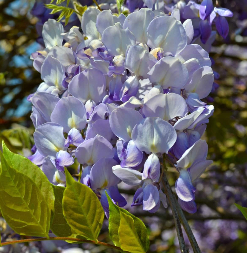 WISTERIA  sisensis / Glycine de Chine