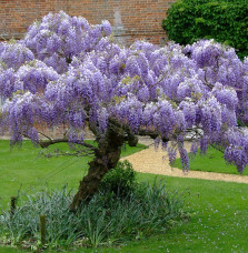 WISTERIA  sisensis / Glycine de Chine