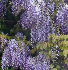 WISTERIA  sisensis / Glycine de Chine