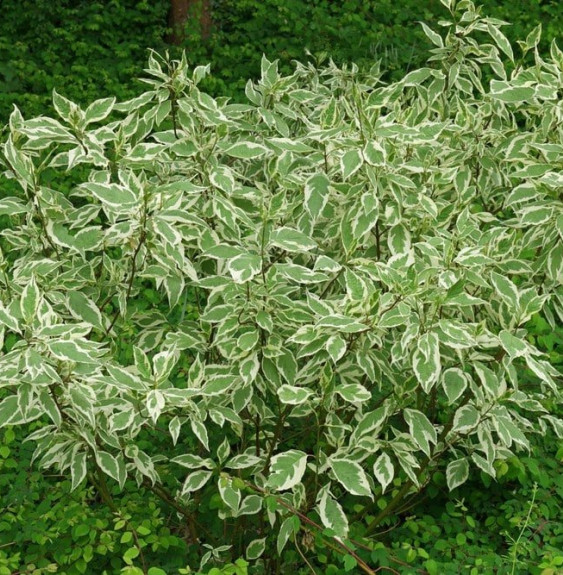 CORNUS alba ‘Elegantissima’  / Cornouiller blanc 'Elegantissima'