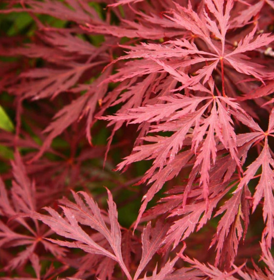 ACER dissectum ‘Garnet’ / Érable du Japon à feuilles découpées