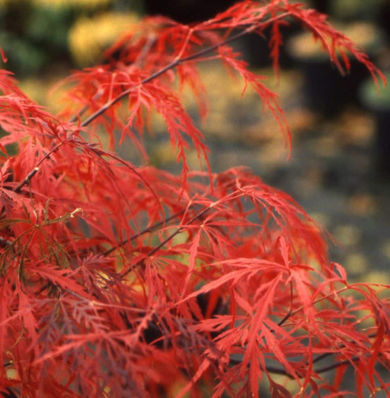 ACER dissectum ‘Garnet’ / Érable du Japon à feuilles découpées