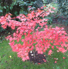 ACER palmatum  / Érable du Japon