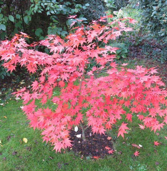 ACER palmatum  / Érable du Japon