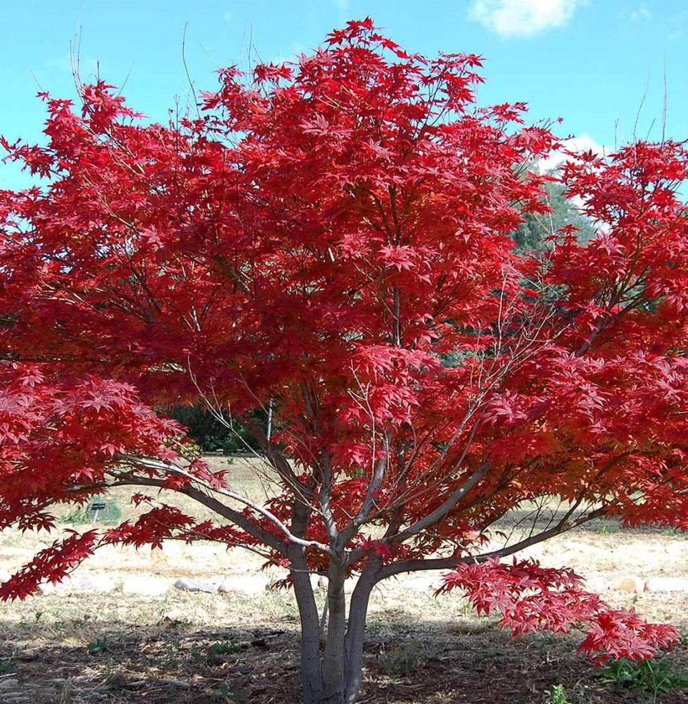 ACER palmatum  / Érable du Japon