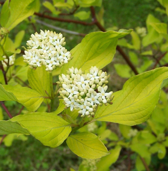 Pépinières Français PF_CORNUS-alb9 CORNUS alba ‘Gouchaultii’ / Cornouiller blanc 'Gouchaultii