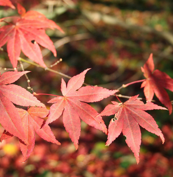 ACER palmatum ‘Atropurpureum’ / Érable du Japon pourpre