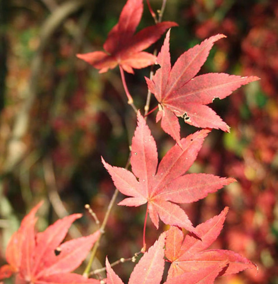 ACER palmatum ‘Atropurpureum’ / Érable du Japon pourpre