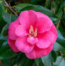 Camellia japonica / Camelia