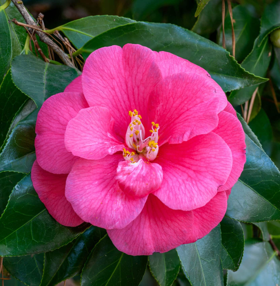 Camellia japonica / Camelia